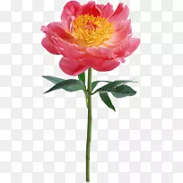 花卉设计摄影花瓣-花-空若网 花卉设计摄影花瓣-花-空若网