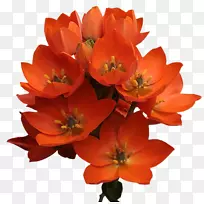 切花,开花植物,花瓣,一年生植物-空若网 切花,开花植物,花瓣,一年生植物-空若网