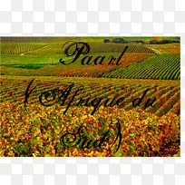 种植景观作物字体-非洲-空若网 种植景观作物字体-非洲-空若网