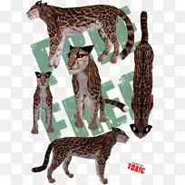 大型猫科动物,西洛猎豹,陆生动物-猫-空若网 大型猫科动物,西洛猎豹,陆生动物-猫-空若网