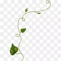 叶藤本植物-空若网 叶藤本植物-空若网