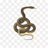 猪鼻蛇爬行动物绿蛇-空若网 猪鼻蛇爬行动物绿蛇-空若网