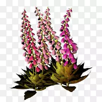 花卉设计剪花剪贴画-空若网 花卉设计剪花剪贴画-空若网