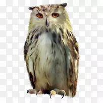 èͷӥ-������