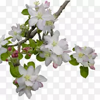 开花果树花-空若网 开花果树花-空若网