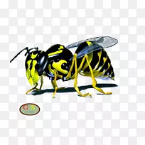 西方蜜蜂黄蜂大黄蜂-空若网 西方蜜蜂黄蜂大黄蜂-空若网