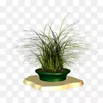 花盆草室内植物草本植物科-空若网 花盆草室内植物草本植物科-空若网