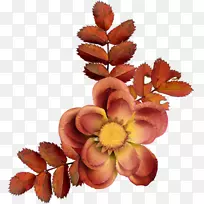 中央博客切花花瓣-空若网 中央博客切花花瓣-空若网