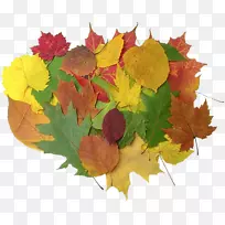 枫叶HKG:0135花瓣秋叶-空若网 枫叶HKG:0135花瓣秋叶-空若网