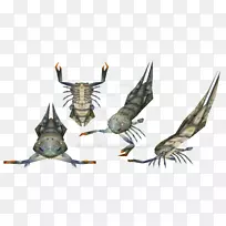 食肉动物2螃蟹昆虫下颌骨-螃蟹-空若网 食肉动物2螃蟹昆虫下颌骨-螃蟹-空若网