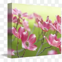 山茱萸花卉设计花蕾植物茎花-空若网 山茱萸花卉设计花蕾植物茎花-空若网