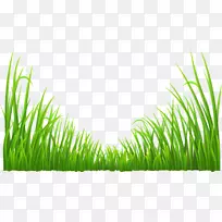 绿草-绿色背景-空若网 绿草-绿色背景-空若网