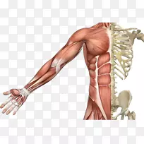 骨骼肌系统人体骨骼-空若网 骨骼肌系统人体骨骼-空若网