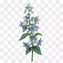 植物插画艺术制作钟花.花-空若网 植物插画艺术制作钟花.花-空若网