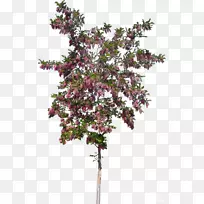 С֦£¬¹àľ£¬»¨£¬Ö²ÎÊ÷-»¨-¿ÕÈôÍø С֦£¬¹àľ£¬»¨£¬Ö²ÎÊ÷-»¨-¿ÕÈôÍø