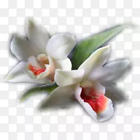 花卉博客剪贴画-花-空若网 花卉博客剪贴画-花-空若网