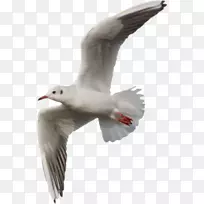 欧洲鲱鱼海鸥黑背鸥鸟-空若网 欧洲鲱鱼海鸥黑背鸥鸟-空若网