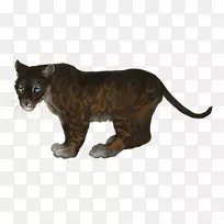 胡须猫陆生动物皮毛美洲狮-猫-空若网 胡须猫陆生动物皮毛美洲狮-猫-空若网