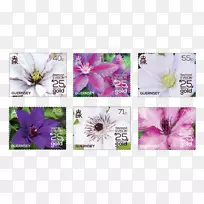 �ж�����չƤ�ﻨ��ֲ��԰��-ֲ��-������