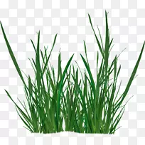 香根草RGB颜色模型植物-空若网 香根草RGB颜色模型植物-空若网