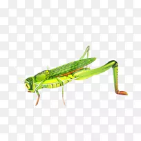 蝗虫-空若网 蝗虫-空若网