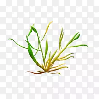 海藻剪贴画-空若网 海藻剪贴画-空若网