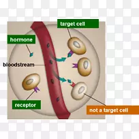 内分泌腺激素受体内分泌系统-血液-空若网 内分泌腺激素受体内分泌系统-血液-空若网