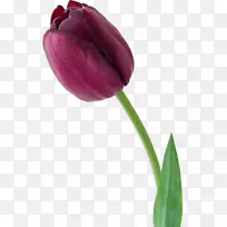 郁金香花紫罗兰摄影-郁金香-空若网 郁金香花紫罗兰摄影-郁金香-空若网