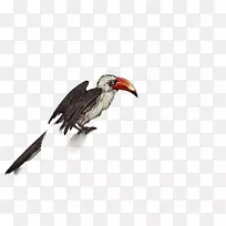角喙鸟埃及秃鹫喙鸟-空若网 角喙鸟埃及秃鹫喙鸟-空若网