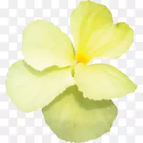 开花植物草本植物-空若网 开花植物草本植物-空若网