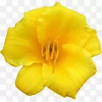 普通夜-报春花-空若网 普通夜-报春花-空若网