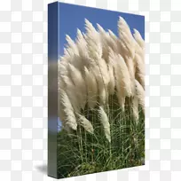 芦苇花天-空若网 芦苇花天-空若网