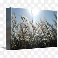 ��Ӱ��Ʒ«έ���plc-pampas��-������