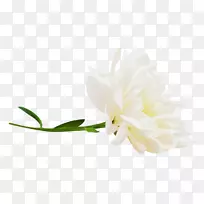 �����л�ֲ�ﾥ����ֲ��-ֲ��-������