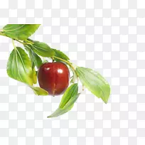 枣果-空若网 枣果-空若网