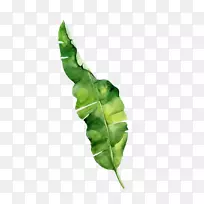 叶水彩画热带-叶-空若网 叶水彩画热带-叶-空若网