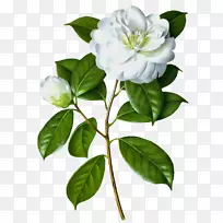 画植物学插画花花-空若网 画植物学插画花花-空若网