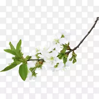 树枝剪贴画-梨子上的枝条-空若网 树枝剪贴画-梨子上的枝条-空若网