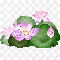 Nelumbo nucifera桌面壁纸夹艺术-写实花卉-空若网 Nelumbo nucifera桌面壁纸夹艺术-写实花卉-空若网