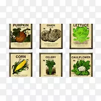 蔬菜籽黄瓜传家宝植物-蔬菜-空若网 蔬菜籽黄瓜传家宝植物-蔬菜-空若网