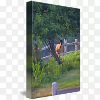 树木休闲生态草-白尾鹿-空若网 树木休闲生态草-白尾鹿-空若网