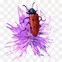 昆虫瓢虫无脊椎动物瓢虫-空若网 昆虫瓢虫无脊椎动物瓢虫-空若网