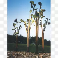 开花植物茎天plc-植物-空若网 开花植物茎天plc-植物-空若网