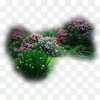 中心博客风景玉兰花-空若网 中心博客风景玉兰花-空若网