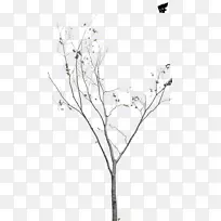 小枝植物茎叶开花植物叶-空若网 小枝植物茎叶开花植物叶-空若网
