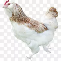 鸡禽笑脸鸡-鸡-空若网 鸡禽笑脸鸡-鸡-空若网