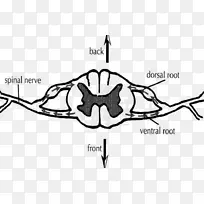 脊神经腹根脊髓背根神经节躯体神经系统-空若网 脊神经腹根脊髓背根神经节躯体神经系统-空若网
