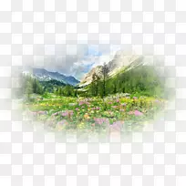 桌面壁纸自然故事哈萨克斯坦花卉Yandex-空若网 桌面壁纸自然故事哈萨克斯坦花卉Yandex-空若网