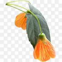 橙色花瓣花黄色2403(???)-橙色-空若网 橙色花瓣花黄色2403(???)-橙色-空若网