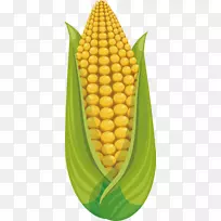 玉米上的玉米果实甜玉米-饱满的玉米-空若网 玉米上的玉米果实甜玉米-饱满的玉米-空若网